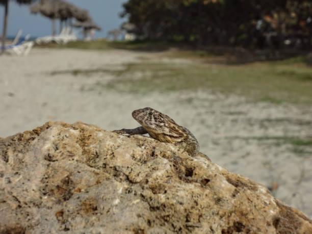 Lizard sitting on a stone at the beach Lizard sitting on a stone at the beach northern curly tailed lizard leiocephalus carinatus stock pictures, royalty-free photos & images