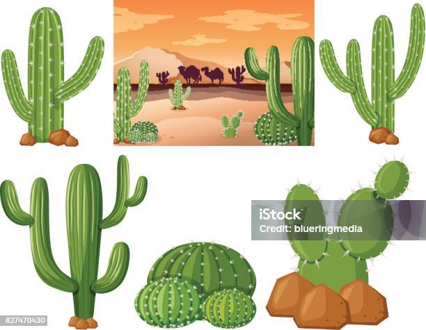 Ilustración de Campo Desierto Con Nopales y más Vectores Libres de Derechos de Aire libre - Aire libre, Arte, Blanco - Color - iStock Ilustración de Campo Desierto Con Nopales y más Vectores Libres de Derechos de Aire libre - Aire libre, Arte, Blanco - Color - iStock