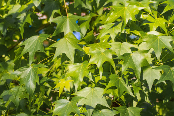 istock Close up of large leaf 827473578