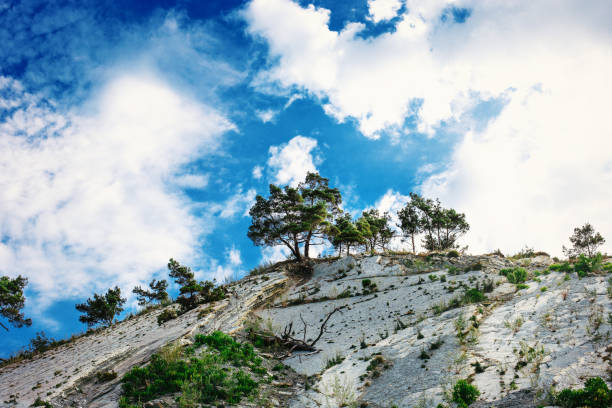 Several pine trees grow on the steep wall of the cliff against the blue sky, picturesque landscape