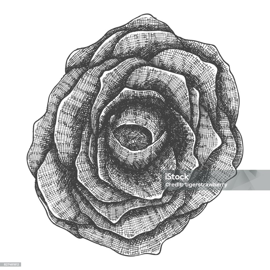 Ilustración de Negro Rosa Mano Dibujada Aislado En Blanco Dibujo De Dibujo De La Flor Negra Magia De Brujería Halloween Muerte De Folclore Atributo Significado Vector y más Vectores Libres de Derechos Ilustración de Negro Rosa Mano Dibujada Aislado En Blanco Dibujo De Dibujo De La Flor Negra Magia De Brujería Halloween Muerte De Folclore Atributo Significado Vector y más Vectores Libres de Derechos