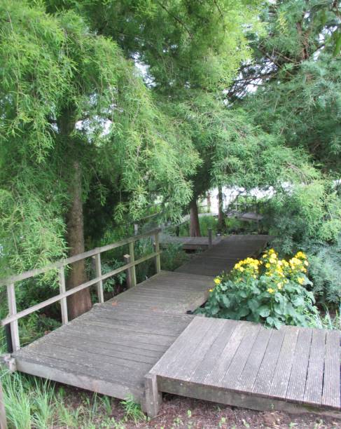 istock Public park  Exotic wooden gangway  Lined with trees 827481866