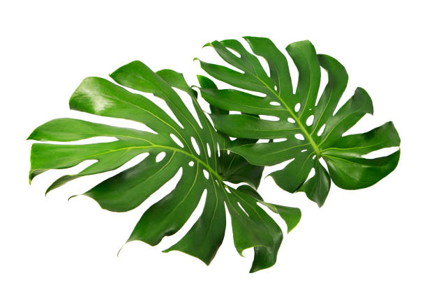 istock Monstera deliciosa leaf or Swiss cheese plant, isolated on white background with clipping path 827482010