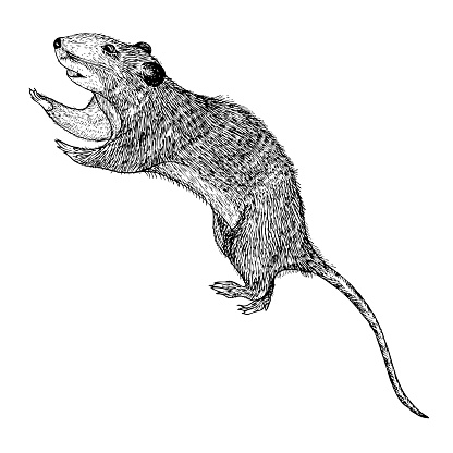 Drawed Rats Rat Hand Drawn Isolated On White Drawing Sketch Of The Rat Halloween ...