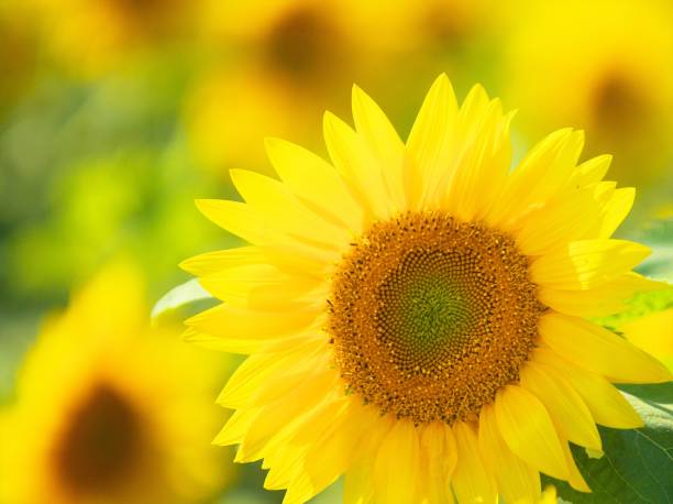 istock Sunflower field of the best view 827486540