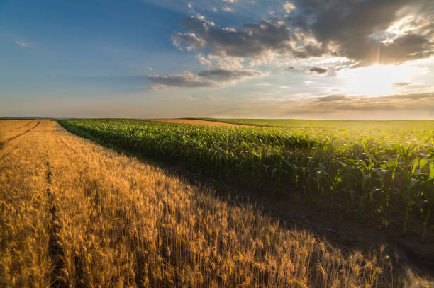 istock Golden wheat field in sunny summer day 827489546