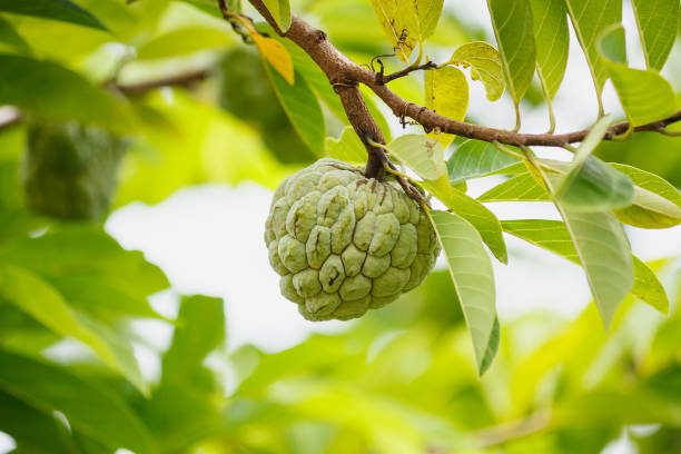 istock Custard apple fruit on green tree in the garden 827489850