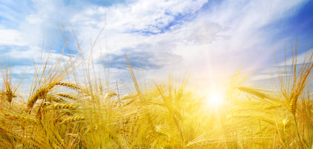 istock wheat field and sunrise in the blue sky 827489888