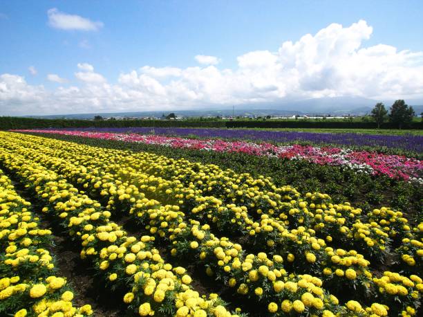 istock Farm Tomita's flower garden 827494770