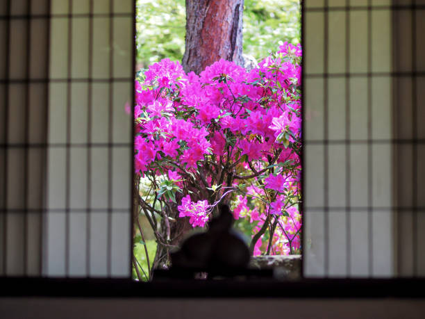 istock view on purple flowers 827495446