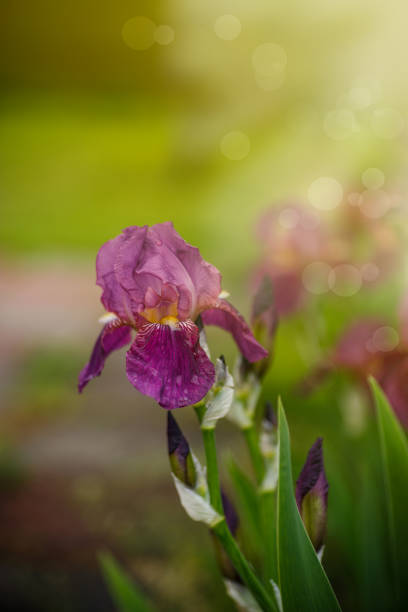 istock Beautiful flowers Irises 827498022