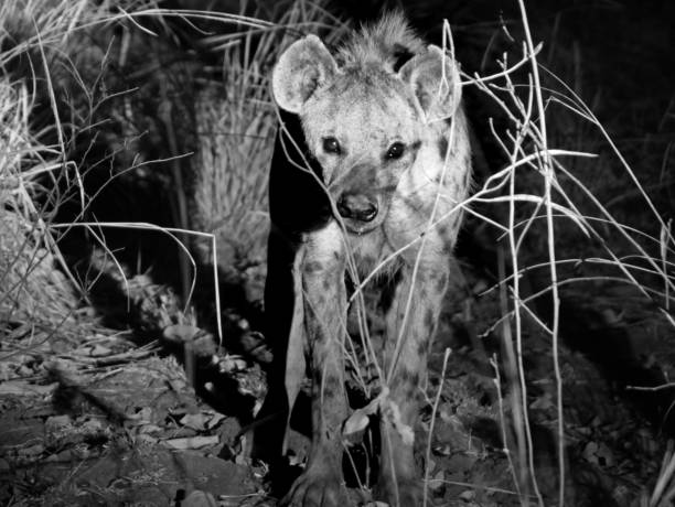 monocromo de una hiena cerca caminando hacia cámara en zambia, áfrica - control looking at camera animal direction fotografías e imágenes de stock