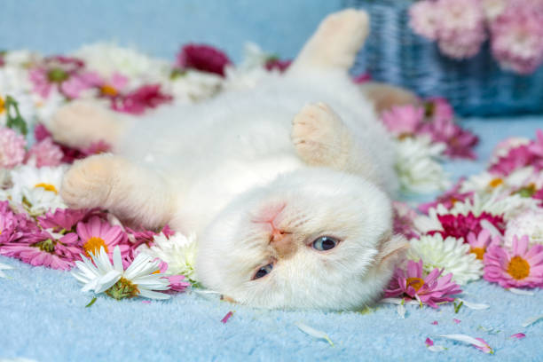 istock Cute little color point kitten lying on chamomile flowers 827503052