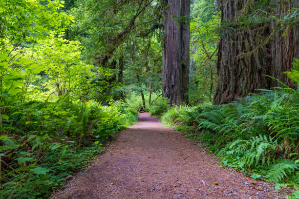 istock Trail in Redwood National and State Parks 827505938