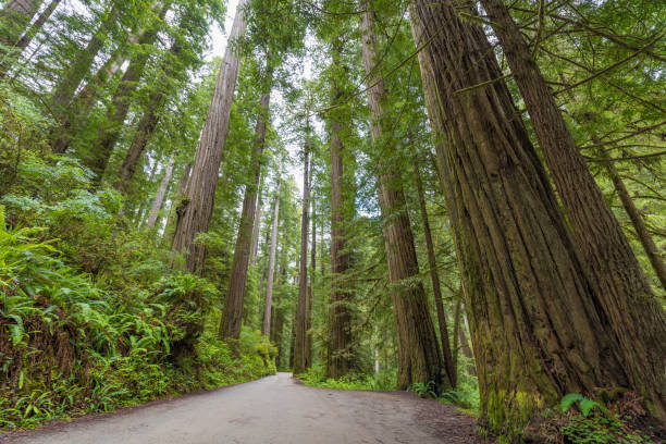 istock Redwoods along Howland Hill Road 827506116