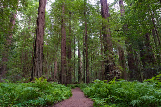 Trail in Redwood National and State Parks