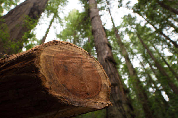 istock Closeup of sawn Redwood Tree 827506676