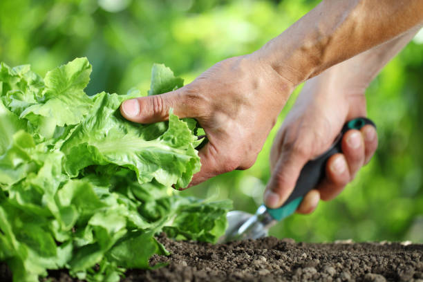 hand works the soil with tool, green lettuce plant in vegetable garden close up hand works the soil with tool, green lettuce plant in vegetable garden close up trowel gardening shovel gardening equipment stock pictures, royalty-free photos & images