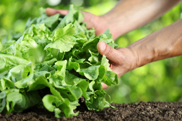 istock Hands picking lettuce, plant in vegetable garden, close up 827507852