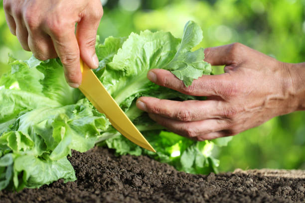 istock Hands picking lettuce, plant in vegetable garden, close up 827507872