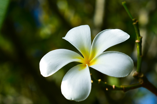 Plumeria flower with nature background flowers are white in the center of beautiful yellow.