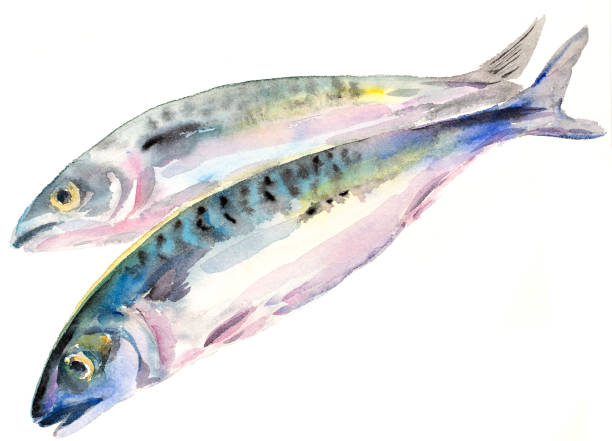 Watercolor painting mackerel Watercolor painting mackerel stock illustrations