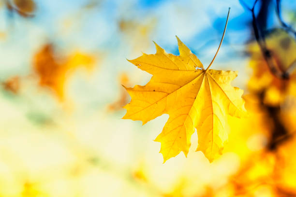 Autumn landscape, falling yellow maple leaf