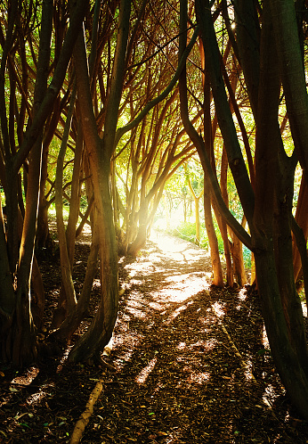 A deserted woodland path, lit by sunlight filtering through the trees, looks like a fairytale enchanted forst.