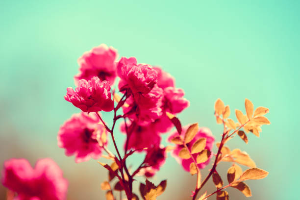 istock Vintage rose bush against green background 827523604