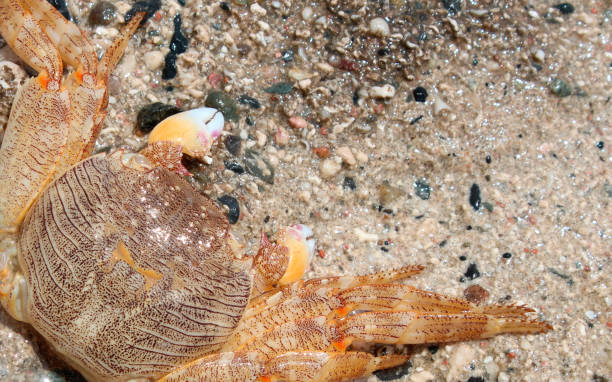 istock a Red Sea Crab Close up of 827532020