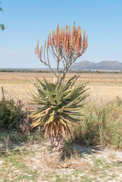 Windhoek Or Mountain Aloe Aloe Littoralis At Hoba Stock Photo