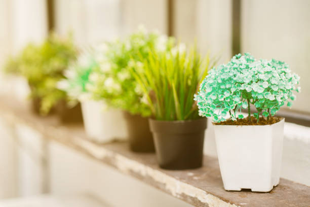 Small tree pot Many placed on the shelves. Home decoration
