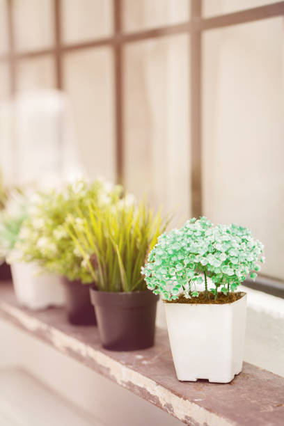 istock Small tree pot Many placed on the shelves. Home decoration 827532706