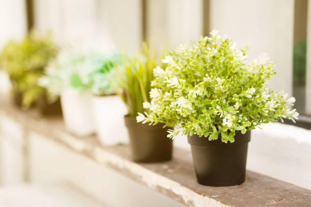 Small tree pot Many placed on the shelves. Home decoration