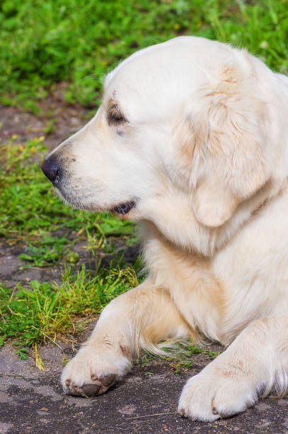 istock Golden Retriever close-up 827537082