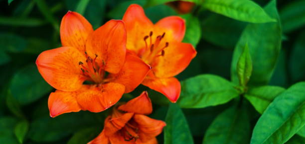 istock Orange Tiger Lily flower on green summer background, copy space 827537898