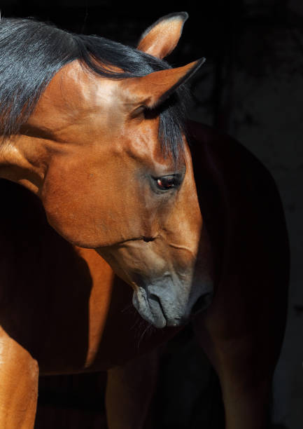 istock Bay horse in the dark stable 827539546