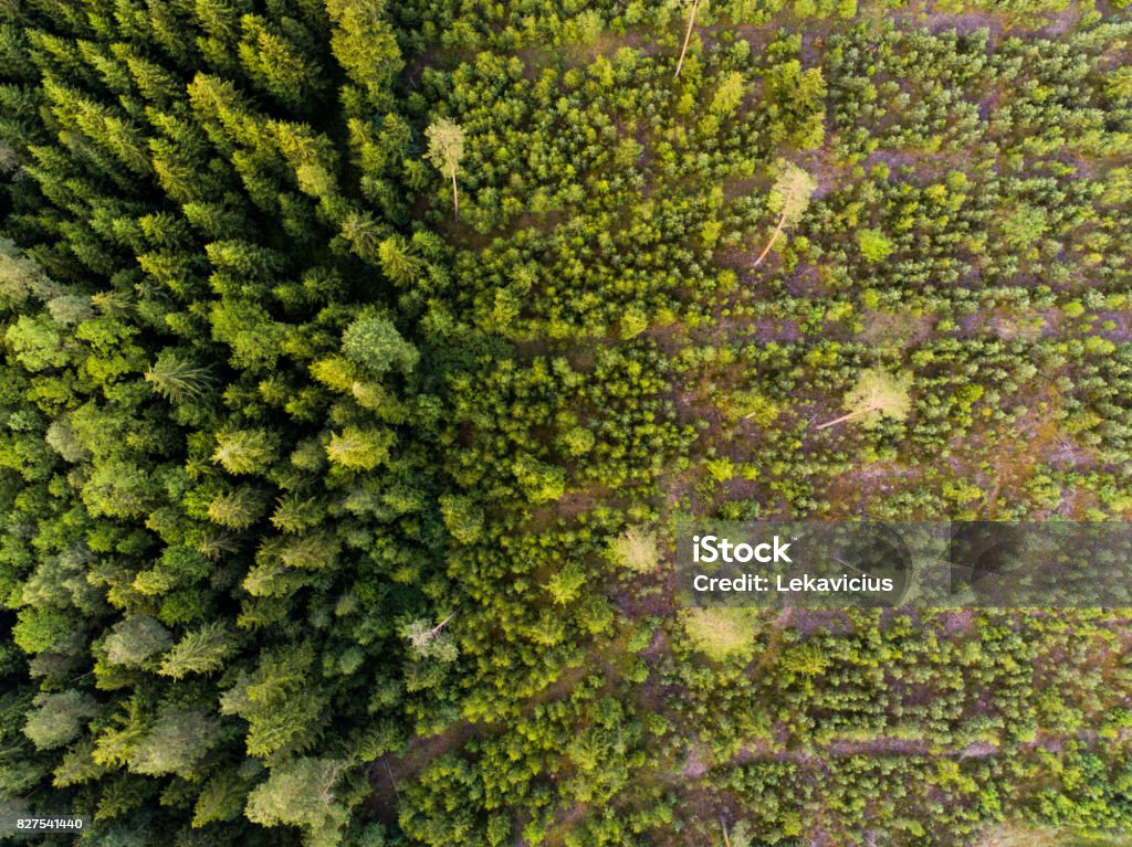 Aerial view of deforestation Deforestation. Logging. Environmental problem. Rainforest destroyed for wood industry Aerial View Stock Photo