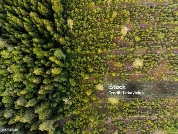 Aerial View Of Deforestation Stock Photo - Download Image Now - Aerial View, Beauty In Nature, Bush