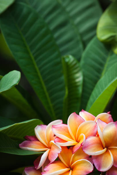 istock Plumeria flowers 827541564