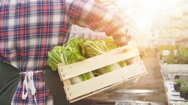 Photo of Happy Farmer Walks with Box full of Vegetables Through Industrial, Bright Greenhouse.