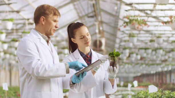 dans la serre industrielle deux ingénieurs agronomes tester les plantes santé et analysent des données avec l’ordinateur tablette. - biotechnology research agriculture science photos et images de collection