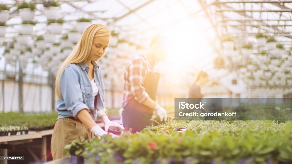 Team of Happy Gardeners Busily Working, Arranging, Sorting Colorful Flowers, Vegetation and Plants in a Sunny Industrial Greenhouse. Greenhouse Stock Photo