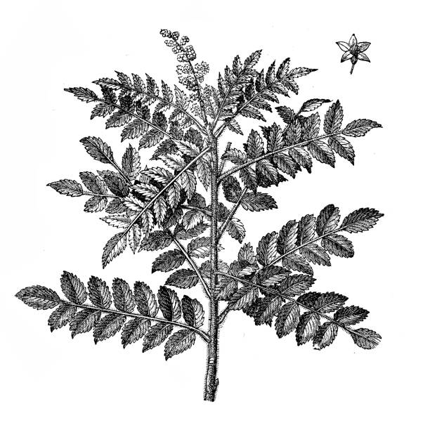 rhus coriaria (sumach plonów) - elm tree obrazy stock illustrations
