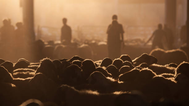 silhouette of livestock auction market at the down in eve of eid al-adha - livestock market imagens e fotografias de stock