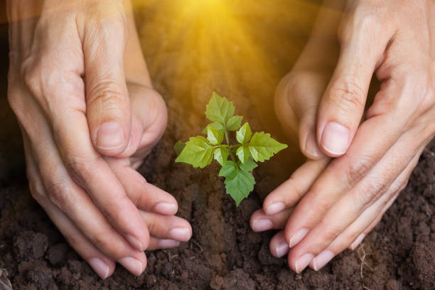 植物の幼木を保護します。 - planting tree human hand women ストックフォトと画像