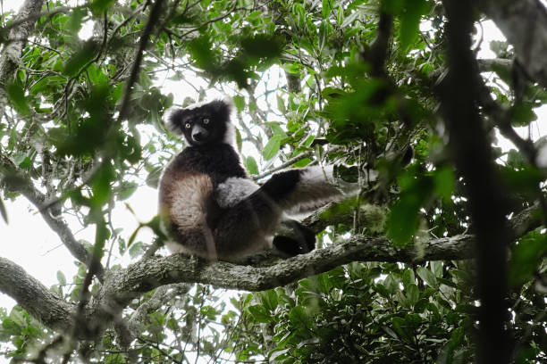 Indri indri, the biggest lemur, in its natural habitat in the rainforest of Andasibe, Mantadia, Analamazaotra, Madagascar stock photo