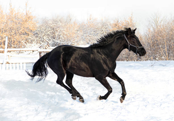 istock Horse running in sunlight in new fallen snow 827559318