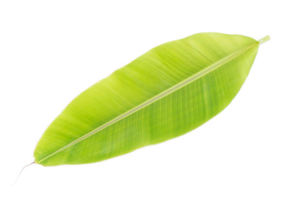 istock Banana leaf isolated on white background 827567852