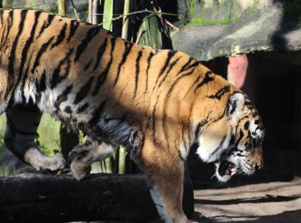 istock The Siberian tiger 827568188
